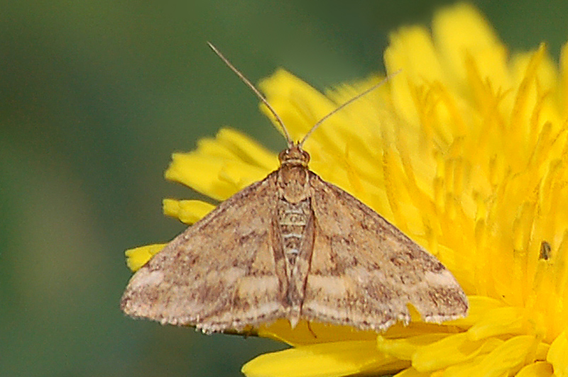 Colias croceus  e  ....  amica da identificare